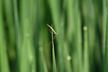 Tibellus oblongus spider. Its common name oblong running spider and slender crab spider. This is a spider with a Holarctic distribution. It hunts small insects, which it kills with venom.