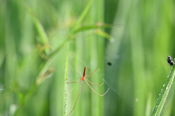 Tibellus oblongus spider. Its common name oblong running spider and slender crab spider. This is a spider with a Holarctic distribution. It hunts small insects, which it kills with venom.