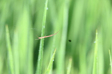 Tibellus oblongus spider. Its common name oblong running spider and slender crab spider. This is a spider with a Holarctic distribution. It hunts small insects, which it kills with venom.