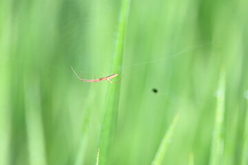 Tibellus oblongus spider. Its common name oblong running spider and slender crab spider. This is a spider with a Holarctic distribution. It hunts small insects, which it kills with venom.