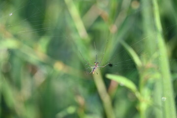 Tibellus oblongus spider. Its common name oblong running spider and slender crab spider. This is a spider with a Holarctic distribution. It hunts small insects, which it kills with venom.