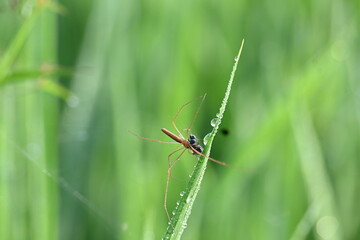Tibellus oblongus spider. Its common name oblong running spider and slender crab spider. This is a spider with a Holarctic distribution. It hunts small insects, which it kills with venom.