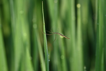 Tibellus oblongus spider. Its common name oblong running spider and slender crab spider. This is a spider with a Holarctic distribution. It hunts small insects, which it kills with venom.