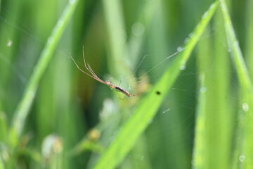 Tibellus oblongus spider. Its common name oblong running spider and slender crab spider. This is a spider with a Holarctic distribution. It hunts small insects, which it kills with venom.
