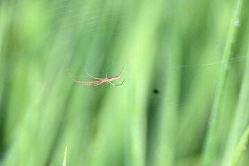 Tibellus oblongus spider. Its common name oblong running spider and slender crab spider. This is a spider with a Holarctic distribution. It hunts small insects, which it kills with venom.