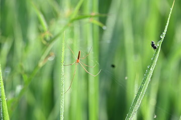 Tibellus oblongus spider. Its common name oblong running spider and slender crab spider. This is a spider with a Holarctic distribution. It hunts small insects, which it kills with venom.