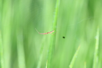 Tibellus oblongus spider. Its common name oblong running spider and slender crab spider. This is a spider with a Holarctic distribution. It hunts small insects, which it kills with venom.