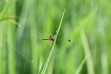 Tibellus oblongus spider. Its common name oblong running spider and slender crab spider. This is a spider with a Holarctic distribution. It hunts small insects, which it kills with venom.
