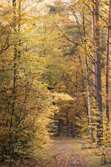 Picturesque autumn forest path with colorful foliage and falling leaves.