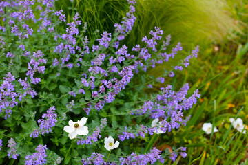 Obraz premium Vibrant purple flowers blooming among green garden plants.