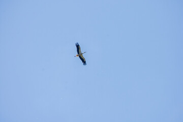 birds in flight