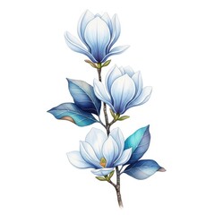 Delicate watercolor blue magnolia flowers and leaves on white background