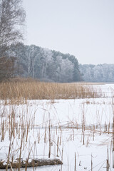 Winter lake with reeds and frost-covered forest in the background.