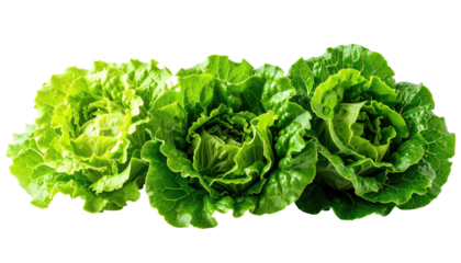 Three fresh, bright green heads of lettuce on a dark background