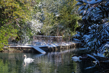 Fototapeta premium The white swans float in the pond in Southern Cultures park. Sirius. Krasnodar Krai. Russia