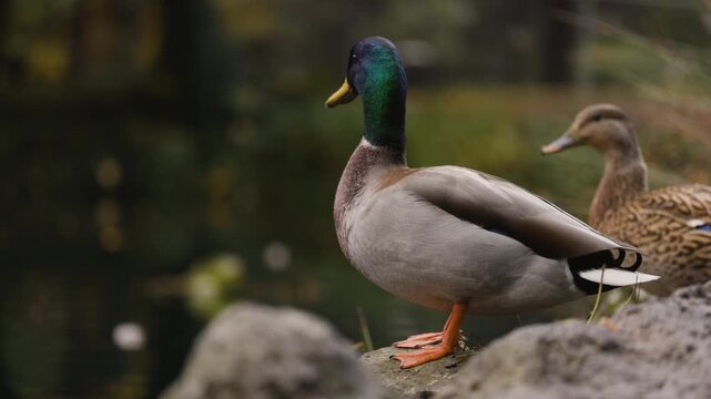 Cinematic closeup of a regal male mallard perched on a rock beside another duck, calmly surveying an autumn pond with vibrant color and soft ripples, dignified and still in slow motion.