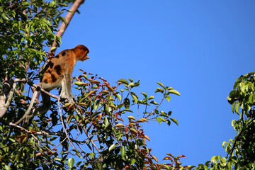 Bekantan or proboscis monkey is a type of long-nosed monkey with reddish-black fur. This animal is endemic to the island of Borneo.