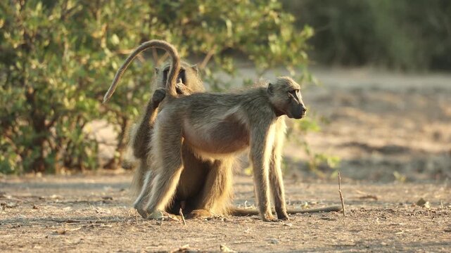 Wide shot of a Chacma baboon grooming a female's tail who is standing in front of it, Mana Pools.