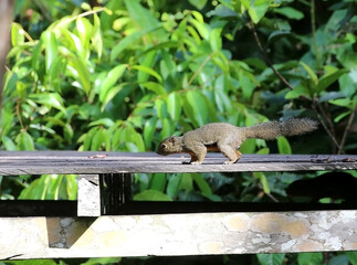 Squirrel walking on a wooden plank with a forest background