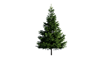A tall green pine tree with lush branches and a sturdy trunk standing alone in front of a clean white background