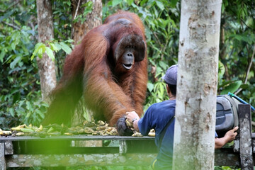Orangutans in Tanjung Puting National Park, Kalimantan, Indonesia	