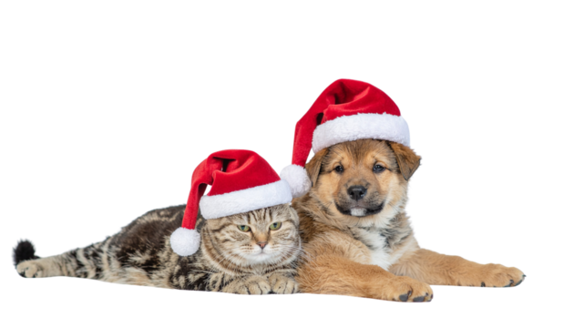 A cute cat and dog wearing festive red christmas hats while lying together on a white background, isolated on white