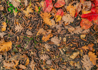 autumn leaves background