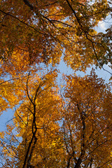 Autumn foliage sky. Colorful yellow orange golden autumn background. Autumn beech forest in October. A vibrant beautiful background for the design of postcards, websites, booklets, layouts, wallpapers
