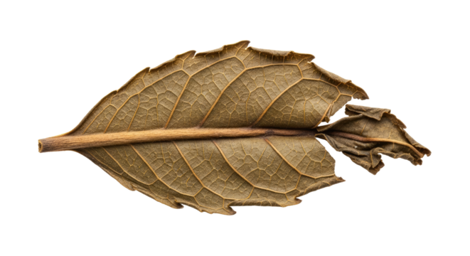 Dried Brown Leaf Isolated on White Background.