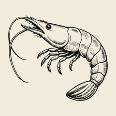 Vintage hand drawn shrimp illustration, detailed seafood sketch, black and white prawn engraving design.