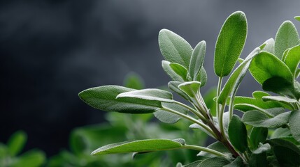 Fresh sage leaves thriving under soft light in a garden setting, showcasing their rich green color and unique texture during a calm morning