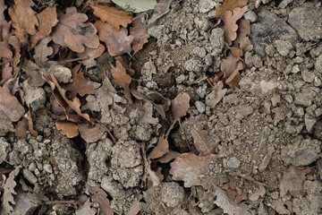 Ground with foliage texture top view. Abstract cinnamon-gray background of a dirt road. The ground is mixed with fallen oak leaves. The concept of drought, withering. Natural abstract background