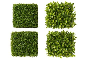 Four lush green square hedges; textured, organic