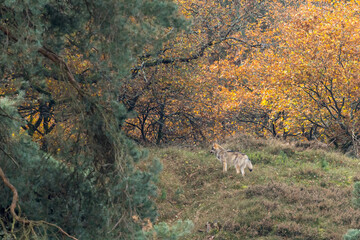Grey wolf in a natural habitat in Dutch nature