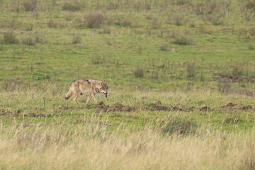 Grey wolf in a natural habitat in Dutch nature