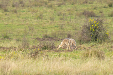 Grey wolf in a natural habitat in Dutch nature