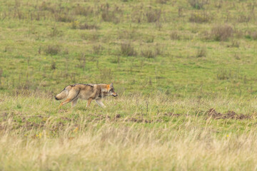 Naklejka premium Grey wolf in a natural habitat in Dutch nature