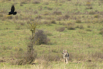 Grey wolf in a natural habitat in Dutch nature