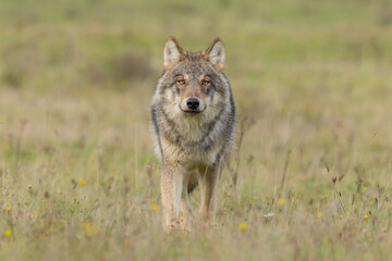 Grey wolf in a natural habitat in Dutch nature