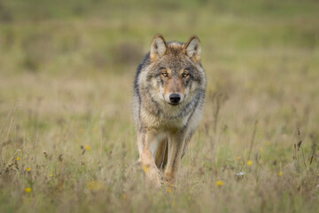 Grey wolf in a natural habitat in Dutch nature