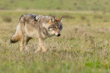 Grey wolf in a natural habitat in Dutch nature