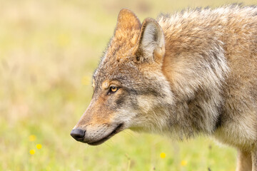 Grey wolf in a natural habitat in Dutch nature