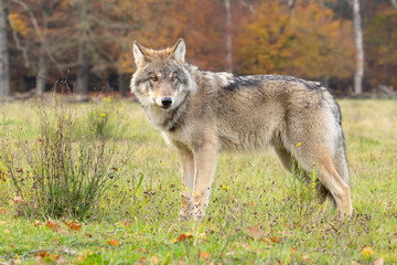 Grey wolf in a natural habitat in Dutch nature