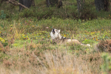 Grey wolf in a natural habitat in Dutch nature