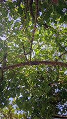 Green tree branches in the forest with summer leaves, blue sky, and natural growth
