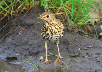 The Song Thrush bird on the ground searching for food, Turdus philomelos