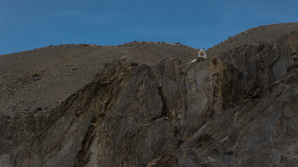 A large white dog lies on a mountain summit, gazing down from the peak. Low-angle shot against a vast, clear blue sky. A moment of calm and majestic contemplation.