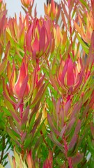 Close-up of Cone bush flowerheads (Leucadendron salignum).