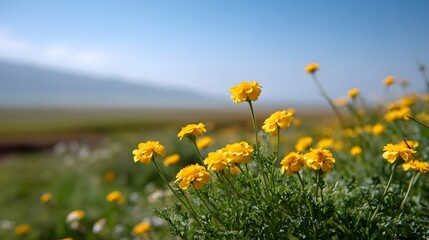 Fototapeta premium A field of vibrant yellow flowers bathed in sunlight under a clear blue sky