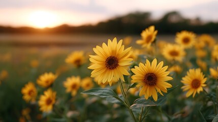 Fototapeta premium A field of vibrant yellow sunflowers bathed in the warm glow of a sunset